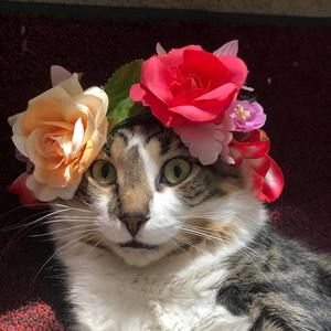 Meet your Posher, Ezetta